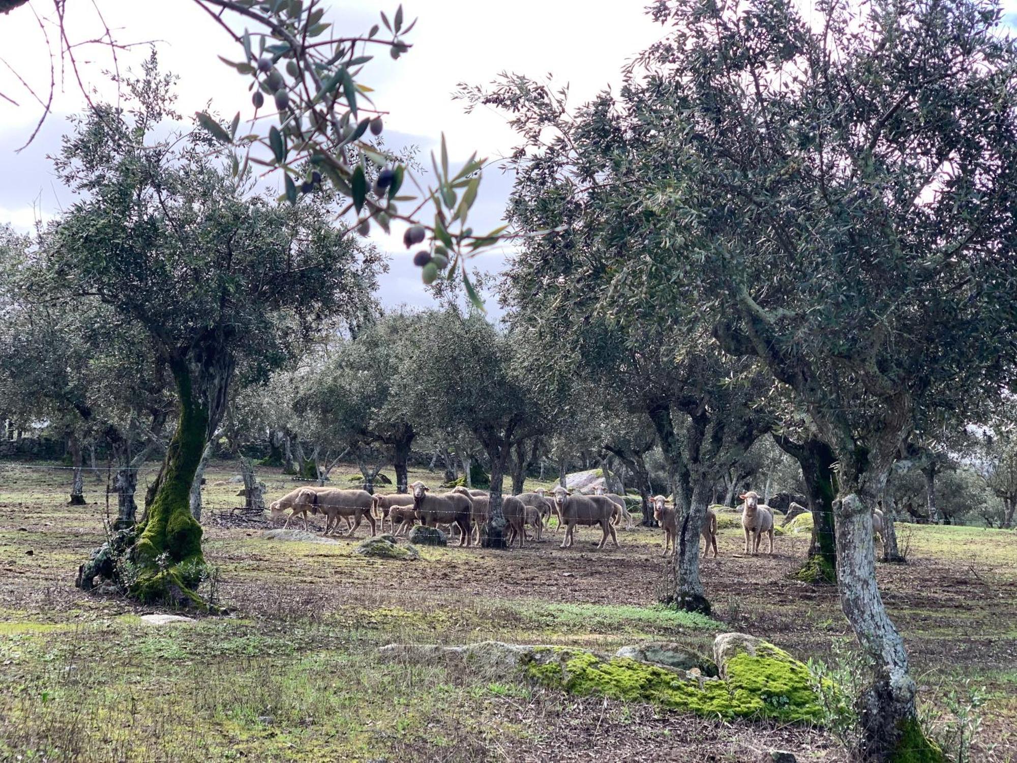 Casa 1-Quinta Dos Penedos Lägenhet Portalegre Exteriör bild