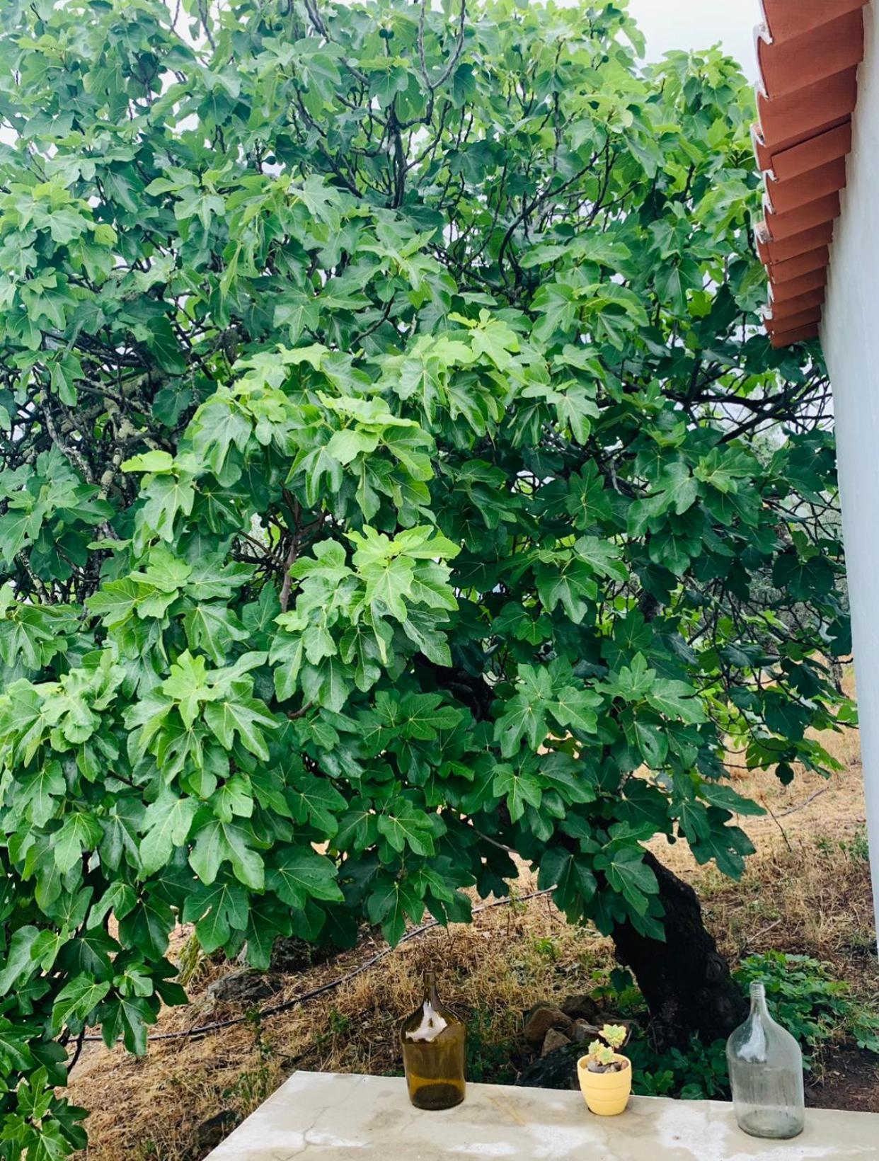 Casa 1-Quinta Dos Penedos Lägenhet Portalegre Exteriör bild